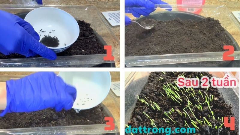 cách trồng hẹ bằng hạt
