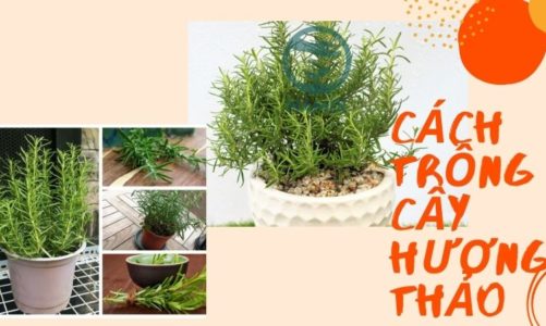 Cách trồng cây hương thảo bằng cách giâm cành và chăm sóc