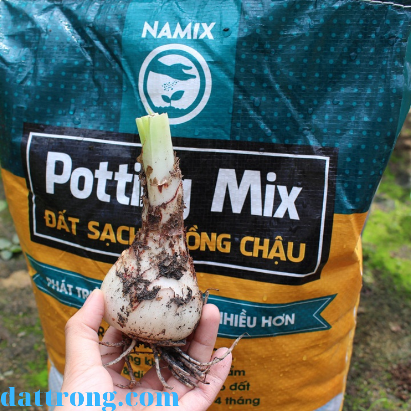 trồng lan hệ với đất sạch namix