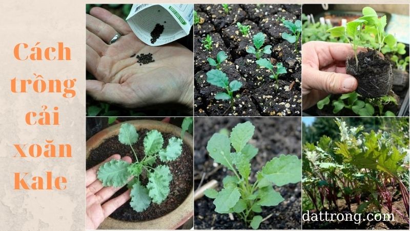 cách trồng rau cải xoăn